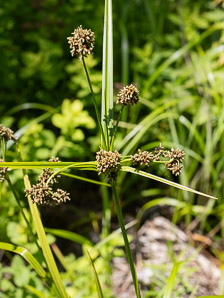 Scirpus atrovirens (green bulrush, dark-green bulrush, dark-green bullrush)
