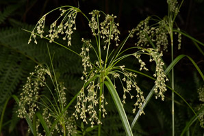 Scirpus cyperinus (brown woolly sedge, cottongrass bulrush, woolgrass, wool grass, common woolsedge)