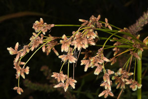 Scirpus cyperinus (brown woolly sedge, cottongrass bulrush, woolgrass, wool grass, common woolsedge)