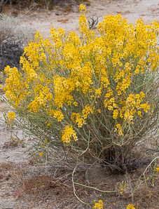 Senna armata (spiny senna, desert senna, desertsenna)