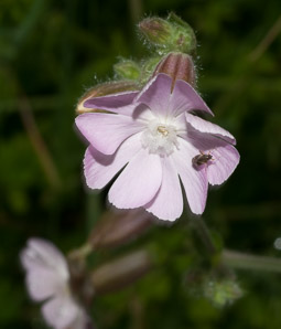 Silene latifolia (bladder campion)