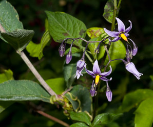 Solanum dulcamara (bittersweet, bittersweet nightshade, blue bindweed, climbing nightshade)