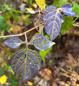 Solanum dulcamara (bittersweet, bittersweet nightshade, blue bindweed, climbing nightshade)
