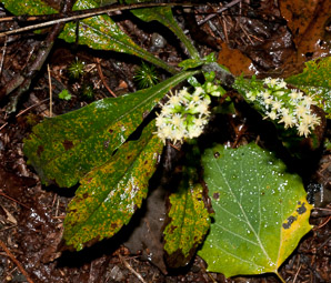 Solidago bicolor (silverrod, white goldenrod)