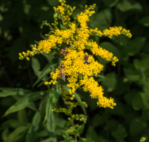 Solidago gigantea (smooth goldenrod, giant goldenrod)