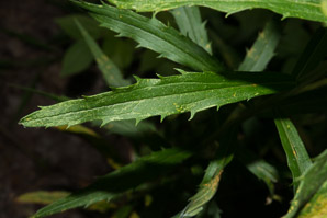 Solidago gigantea (smooth goldenrod, giant goldenrod)