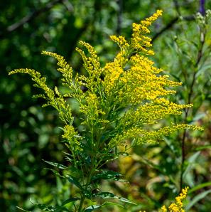 Solidago juncea (early goldenrod)