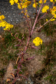 Solidago puberula (downy goldenrod)