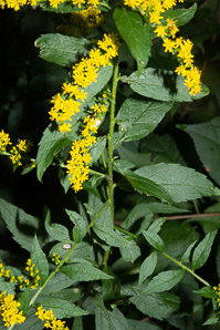 Solidago rugosa (rough-stemmed goldenrod, wrinkleleaf goldenrod)