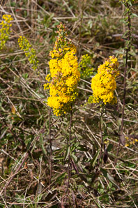 Solidago uliginosa (bog goldenrod)