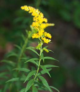 Solidago uliginosa (bog goldenrod)