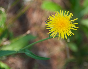 Sonchus oleraceus (sow thistle, common sowthistle, smooth sow thistle, annual sow thistle, puha, hare’s colwort, hare’s thistle, milky tassel, milk thistle, soft thistle, common sow thistle)