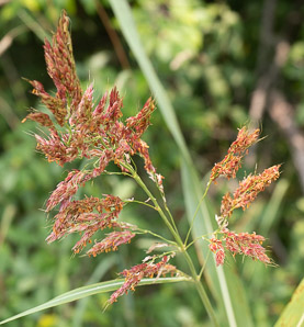 Sorghum halepense (Johnson grass, Johnsongrass)