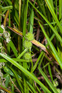 Sparganium americanum (bur reed, American bur-reed)
