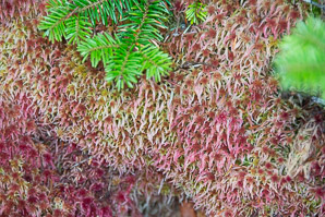 Sphagnum magellanicum (Magellanic bogmoss, Magellan’s sphagnum)