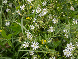 Stellaria graminea (grass-leaf starwort, grass-like starwort, little starwort, common stitchwort, grassleaf starwort)