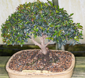 Syzygium paniculatum (tropical cherry eugenia, magenta lilly pilly, magenta cherry, brush cherry)