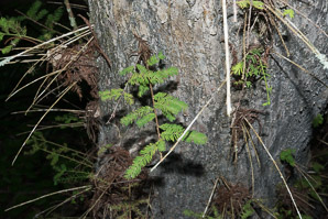 Taxodium distichum (bald cypress, baldcypress, cypress, southern cypress, white-cypress, red-cypress, swamp cypress, pond cypress, tidewater red-cypress, gulf-cypress, pondcypress, bald-cypress, southern-cypress)