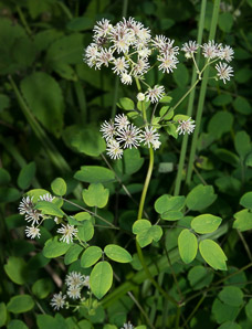 Thalictrum revolutum (waxy-leaf meadow-rue, purple meadowrue, skunk meadowrue, waxy meadowrue, waxyleaf meadow-rue)