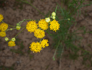 Thelesperma megapotamicum (Navajo tea, rayless greenthread, Hopi tea greenthread)