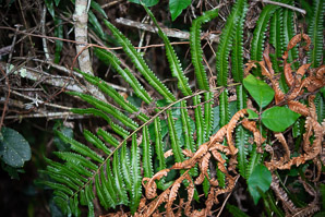 Thelypteris interrupta (Willdenow’s maiden fern, Hottentot fern, spready tri-vein fern, neke)