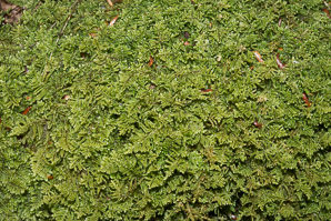 Thuidium delicatulum (delicate fern moss, fern moss, common fern moss, delicate thuidium moss)