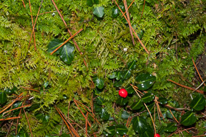 Thuidium delicatulum (delicate fern moss, fern moss, common fern moss, delicate thuidium moss)