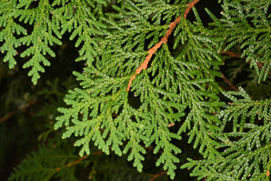 Thuja occidentalis (northern white cedar, arbor vitae, arborvitae, Eastern arborvitae, northern whitecedar, northern white-cedar)