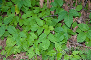Toxicodendron radicans (poison ivy, Eastern poison ivy)