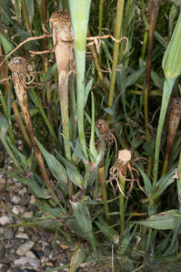 Tragopogon porrifolius (salsify)