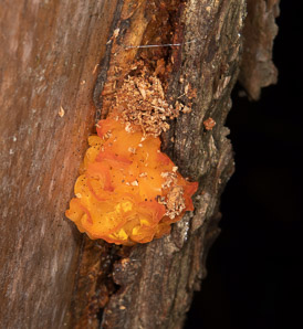 Tremella aurantia (witch’s butter)