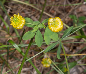 Trifolium aureum (hop clover, large hop clover, large hop trefoil, golden clover)