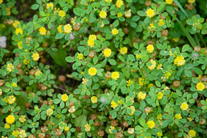 Trifolium campestre (low hop clover, hop trefoil, field clover)