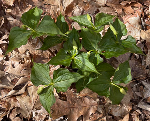 Trillium L. (trillium)