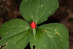 Trillium undulatum (painted trillium)
