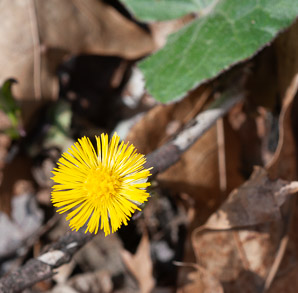 Tussilago farfara (coltsfoot, ass’s foot, bull’s foot, butterbur, coughwort, farfara, foal’s foot, foalswort, horse foot, winter heliotrope)
