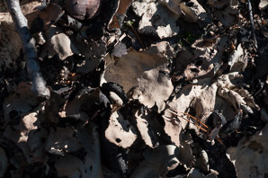 Umbilicaria mammulata (smooth rock tripe, navel lichen)