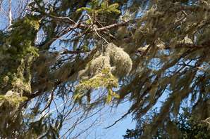 Usnea subfloridana (boreal beard lichen, beard lichen)