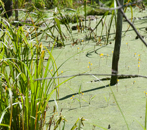 Utricularia macrorhiza (common bladderwort, bladderwort)