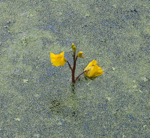 Utricularia macrorhiza (common bladderwort, bladderwort)