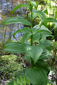 Veratrum viride (false hellebore, green false hellebore, Indian poke, American hellebore)