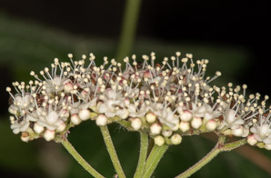 Viburnum acerifolium (maple-leaf viburnum, arrow-wood, maple-leaf arrowwood, maple-leaved viburnum, maple-leaf arrow-wood, mapleleaf viburnum)