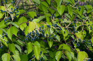 Viburnum dentatum (arrowwood, southern arrowwood)