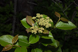 Viburnum nudum (withe rod, possumhaw)