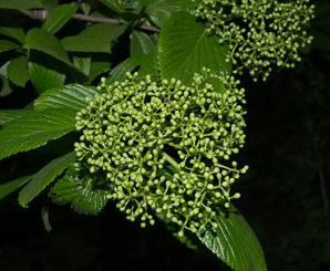 Viburnum sieboldii (Siebold viburnum, Siebold’s arrowwood)