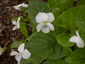 Viola blanda (sweet white violet, woodland-white violet)
