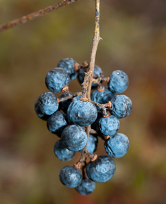 Vitis aestivalis (summer grape, grape)
