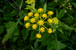 Zizia aptera (heart-leaved golden alexander, meadow zizia, heart-leaved golden alexanders)