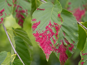 Acalitus longisetosus (red birch felt mite)