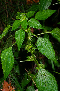 Acalypha rhomboidea (three-seeded mercury, rhombic three-seeded mercury, rhomboid mercury, rhombic copperleaf, common threeseed mercury)